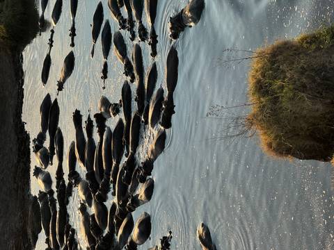       Dozens of hippos wallow closely together in a reflective river at dusk.
  