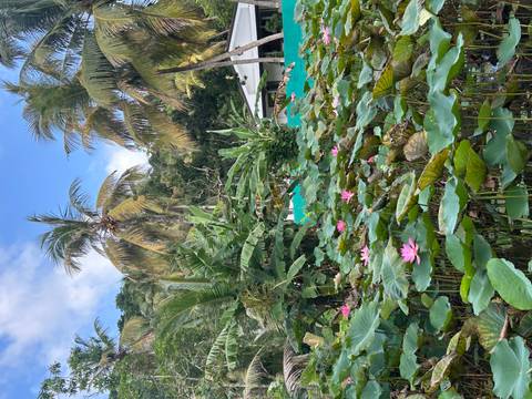       A lush pond filled with blooming pink lotus flowers surrounded by tropical greenery and palms.
  