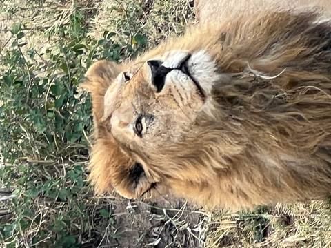       Close-up portrait of a male lion gazing upward with green foliage behind.
  