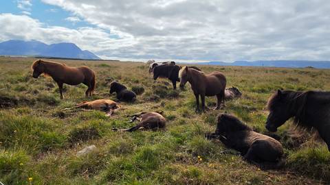       Group of Icelandic horses grazing and lying in an open meadow beneath cloudy skies.
  
