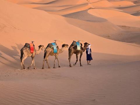       A traveler in blue scarf stands with three saddled camels on the rippled sands of the Sahara at dawn.
  