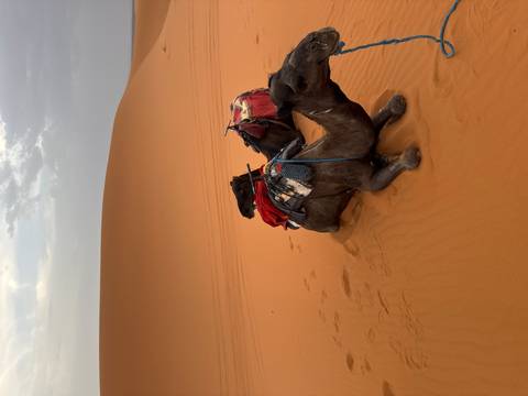       Two saddled camels rest on the orange sands of the Sahara beneath a wide open sky.
  