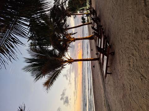       Empty wooden sun-loungers under palm trees on a sandy beach at twilight.
  