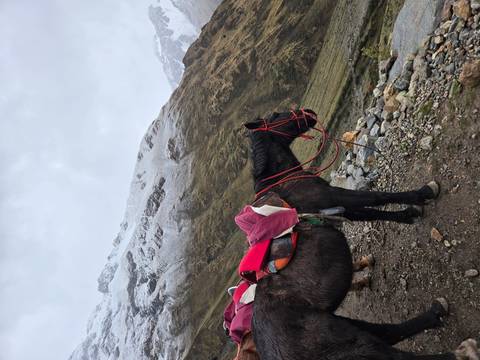       Saddled horse standing on a rugged mountain trail with snow-dusted peaks behind
  