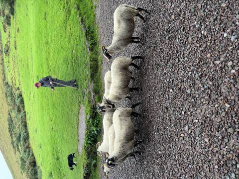       Shepherd guiding a small flock of sheep along a stony lane backed by lush green pasture.
  