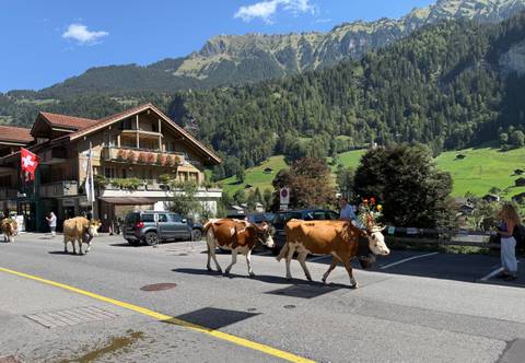       Decorated alpine cows parading down a village street with Swiss flag, timber chalets and green mountainsides.
  