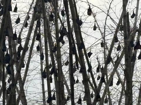       Dozens of fruit bats hanging upside down from tall leafless trees against an overcast sky.
  