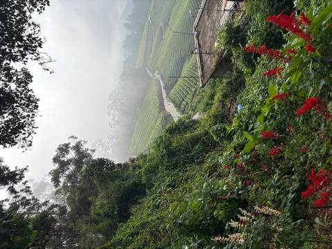       Mist-filled view over lush tea plantations, winding path, and vibrant red flowers in the foreground.
  