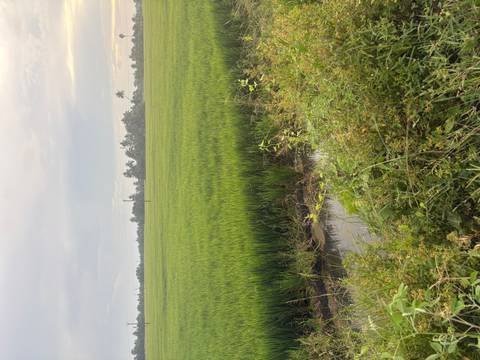       Vast green rice paddy fields stretching to the horizon under a soft evening sky.
  