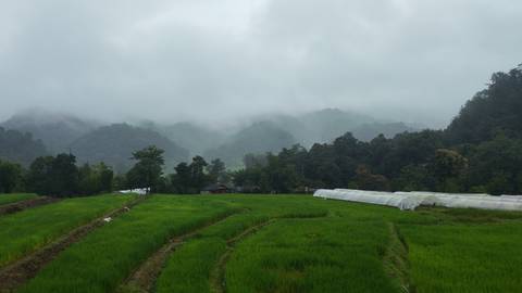       Lush green rice terraces and misty forested mountains under low cloud in northern Thailand.
  