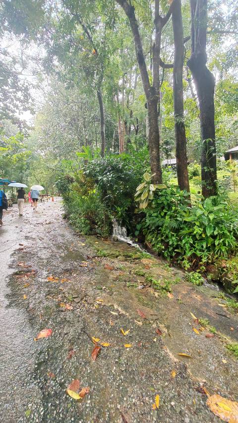       Rain-soaked path in a tropical park with small cascade flowing from dense greenery, people holding umbrellas walking along the wet trail
  