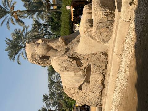       Stone Alabaster Sphinx rests amid palm trees at the open-air museum in Memphis.
  