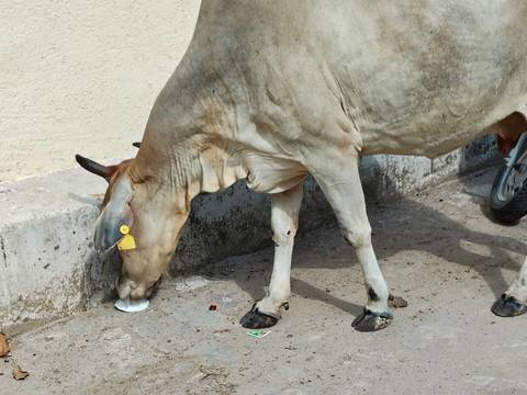       A street cow with an ear tag licks food scraps from the pavement next to a wall.
  