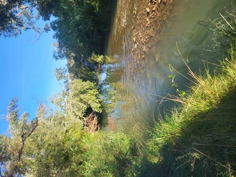       Calm river bordered by lush greenery and overhanging branches on a sunny day.
  