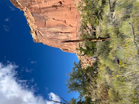       Tall red sandstone cliff against a vivid blue sky with desert shrubs and a dead tree in the foreground.
  