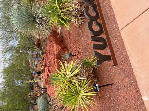       Desert botanical garden section featuring yucca plants and red volcanic soil with a metal "YUCCA" label.
  