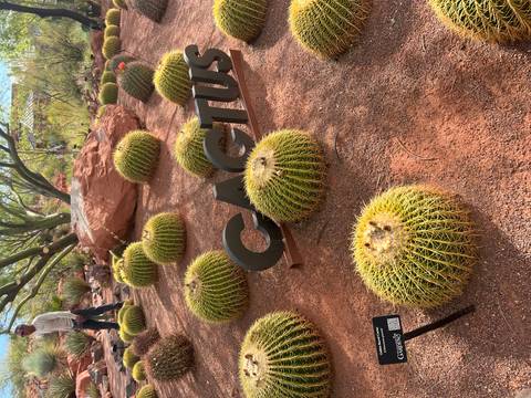       Circular golden barrel cacti arranged in red soil with a visitor observing in the background and a metal "CACTUS" sign.
  