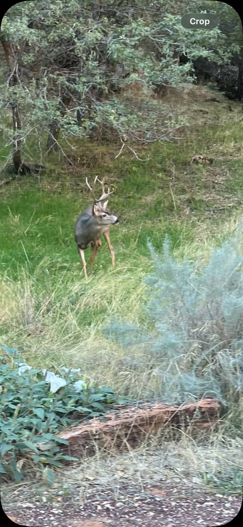       Wild deer standing alert in tall green grass within a wooded clearing.
  