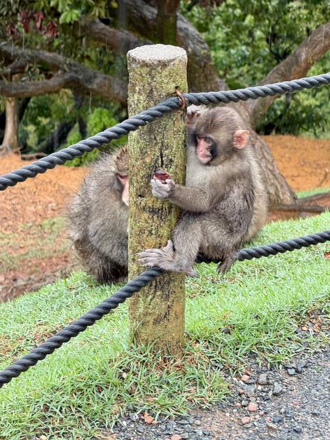       Wet Japanese macaque clutching a tree post near another monkey in a grassy enclosure.
  