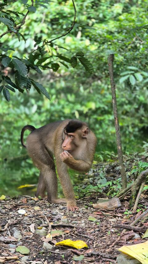       Sharp close-up of a macaque monkey standing alert in vibrant green foliage.
  