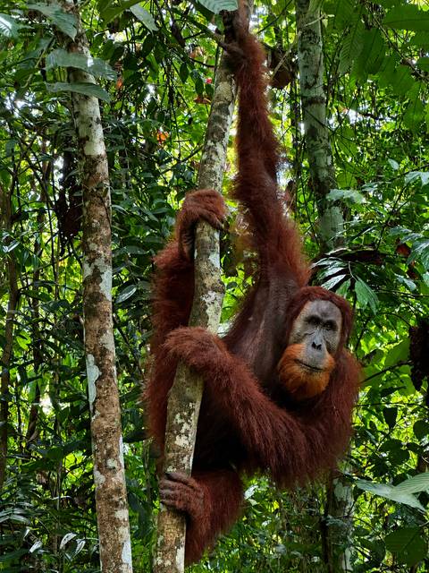       Wild orangutan clings to a tree in dense rainforest, bright ginger fur contrasting with green leaves.
  
