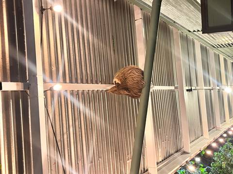      A small sloth curled up asleep on a metal beam inside a roofed patio lit by hanging bulbs.
  