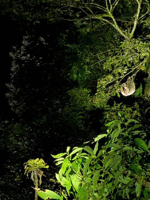       Flash-lit night scene of a sloth clinging to tree branches amid dense foliage.
  