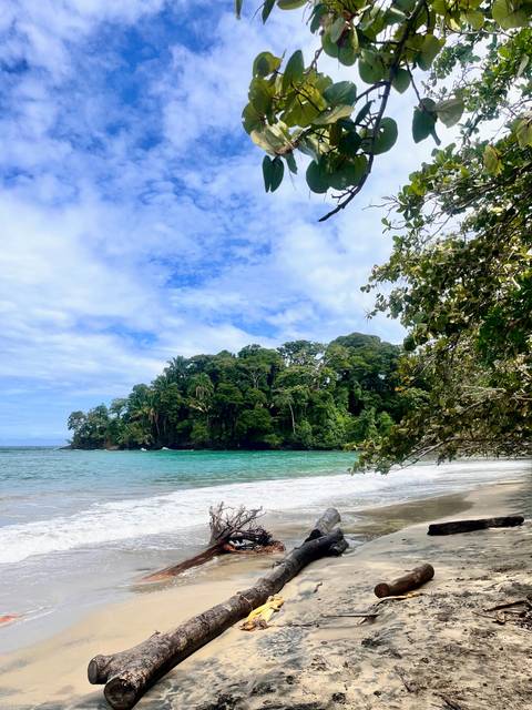       Turquoise water laps a quiet tropical beach backed by dense green jungle under a bright sky.
  