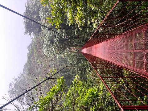       Long red suspension bridge stretches into misty rainforest canopy, inviting exploration.
  
