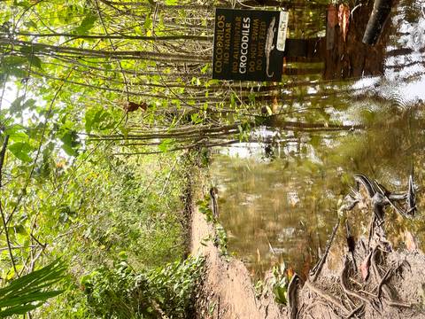       Shallow forest stream floods a narrow trail where a warning sign mentions crocodiles.
  