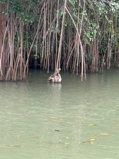       Small flock of ducks or waterbirds cluster among mangrove roots in calm green water.
  
