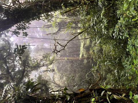       Misty, dense rainforest interior with vines and towering trees fading into fog.
  
