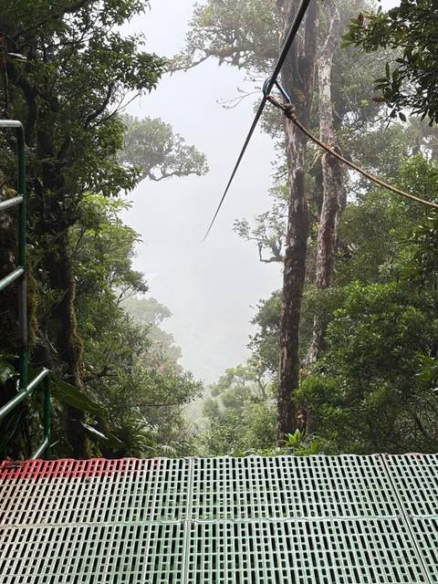       View through rainforest canopy into mist-filled valley, framed by tall trunks and cables.
  