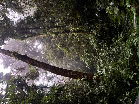       Towering rainforest trees and thick undergrowth captured in soft, misty light.
  