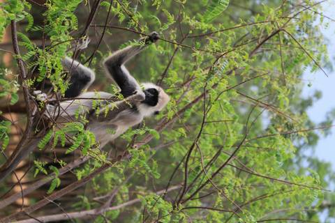       Grey langur monkey sits in leafy branches munching on tender twigs.
  
