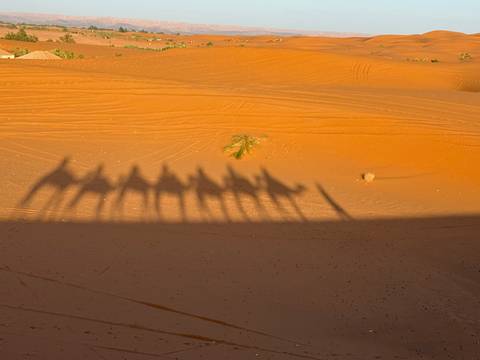       Long camel caravan shadows stretch over rippled orange sand dunes at sunrise.
  