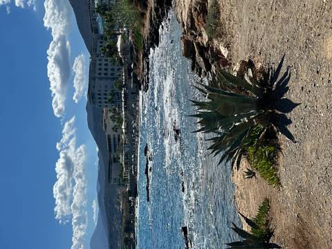       Sparkling coastal scene with agave plant in foreground and resort buildings along the shore.
  