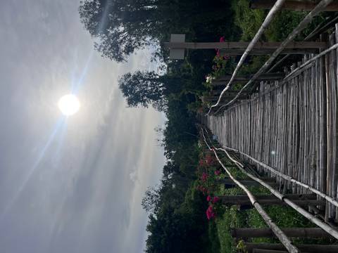       Long narrow bamboo bridge leads through a lush flower garden toward tall trees with the sun shining overhead.
  