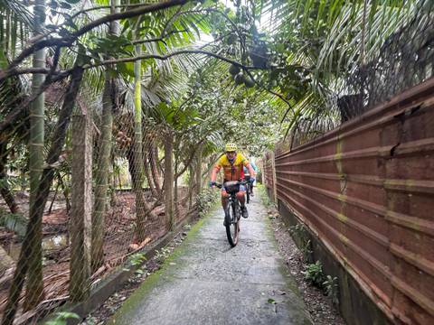       Cyclist rides along a narrow jungle pathway lined with palms and wooden fence.
  