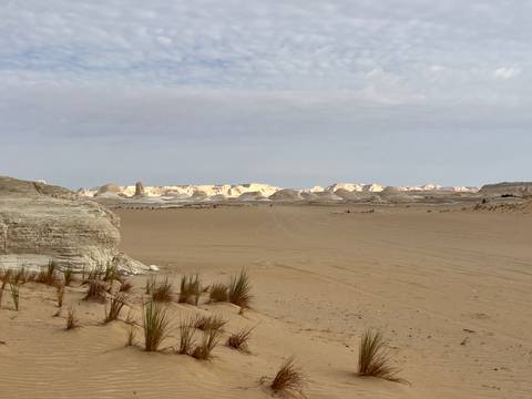       Wide view across a sandy desert plain with scattered white limestone outcrops under a pale sky.
  