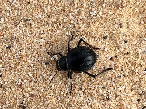      Macro shot of a dark beetle crawling across fine desert sand grains.
  