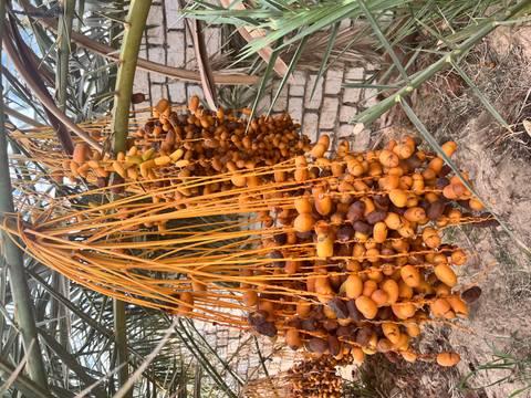       Large bunches of harvested dates strung together and hanging for drying.
  