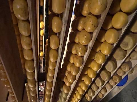       Rows of ageing cheese wheels stacked on wooden shelves in a dim cellar
  