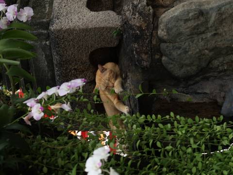       A ginger cat naps peacefully on a stone ledge framed by orchids and trailing vines.
  