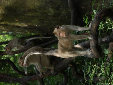       Macaques perch and climb on twisted jungle branches in dappled light.
  