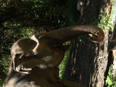       An Asian elephant feeds quietly in a shaded forest clearing.
  