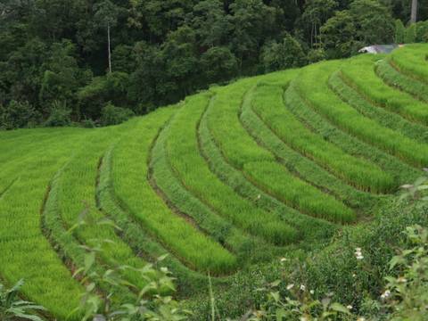       Vibrant green rice terraces curve gracefully along a hillside in northern Vietnam.
  