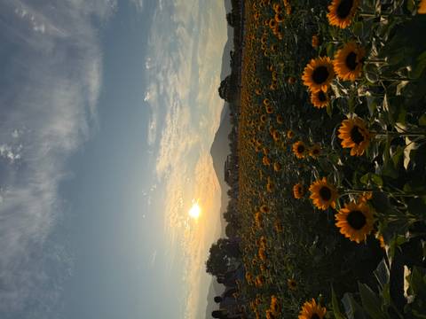       Vast field of blooming sunflowers backlit by a setting sun with a mountain silhouette under a lightly clouded sky.
  