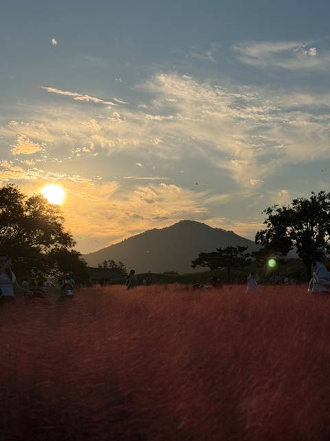       Pink muhly grass field at golden sunset with silhouettes of visitors and a mountain backdrop.
  