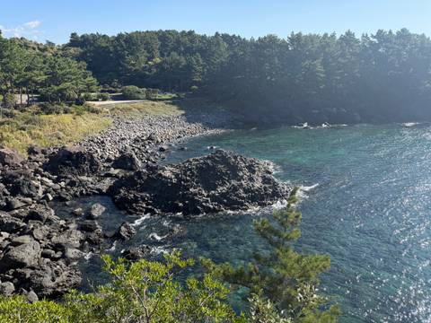       Rocky coastline with clear blue water and pine forest under bright sun.
  